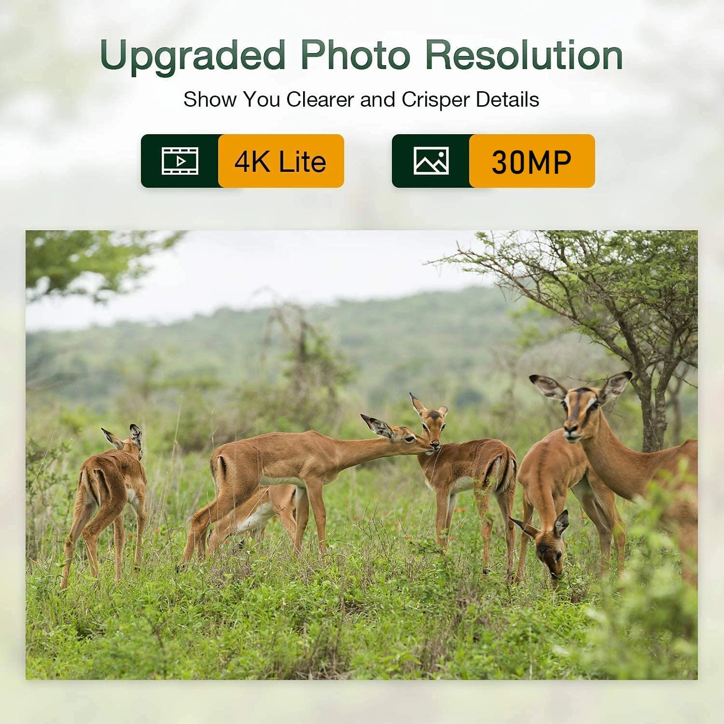 Caméra de suivi des sentiers en direct WIFI 4K 30MP APP contrôle Bluetooth caméras de chasse Vision nocturne WIFI900PRO Surveillance de la faune