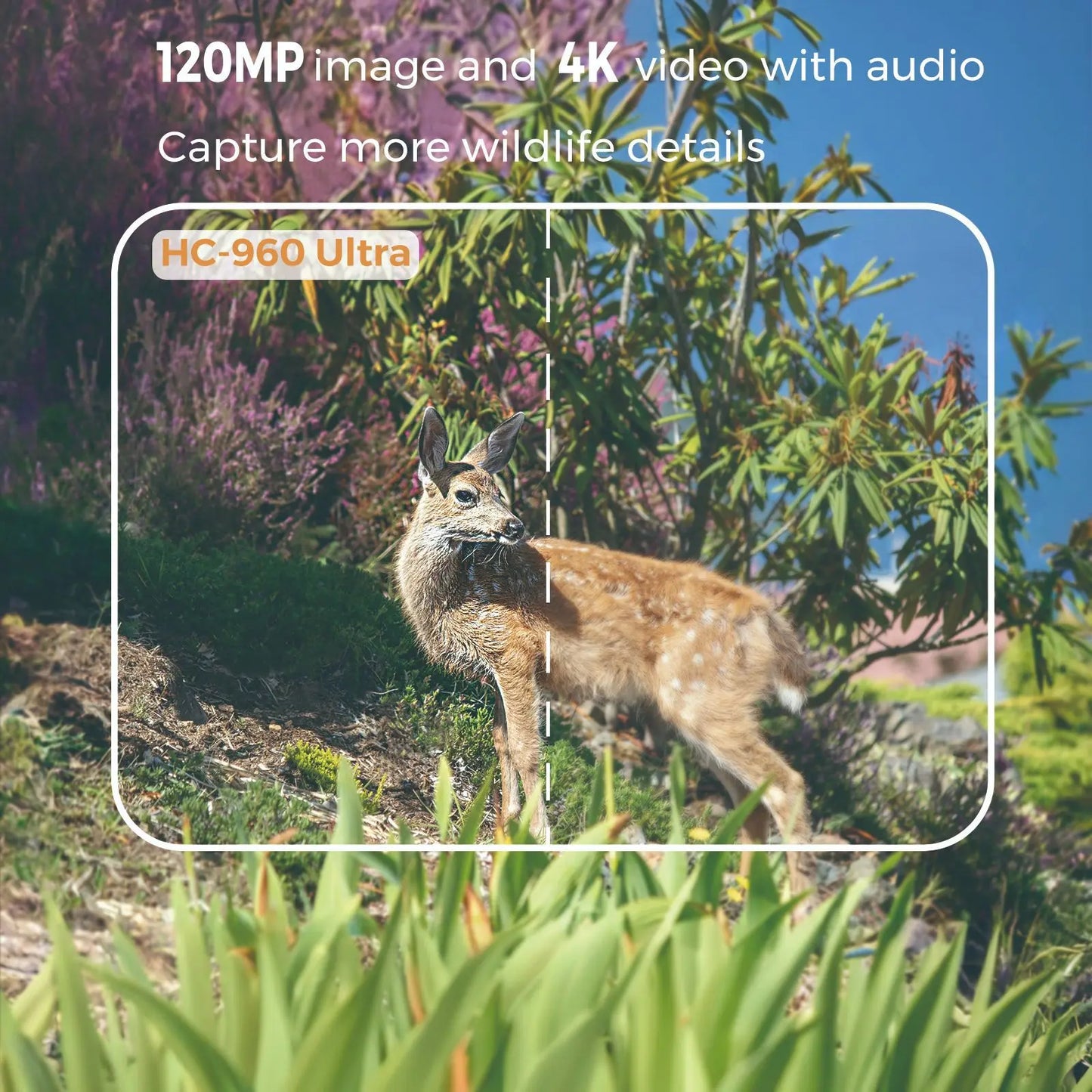 Caméra de chasse 4G LTE avec contrôle par application, diffusion vidéo en direct 4K, service cloud, FTP, SMTP, batterie 8000 mAh HC-960Ultra-LI