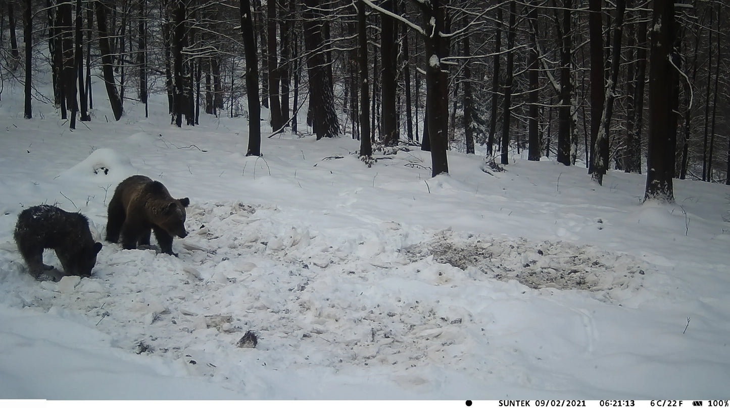4K flux en direct médias APP Service sans batterie au lithium caméra de chasse 4G 30MP Vision nocturne Photo HC940PRO caméra