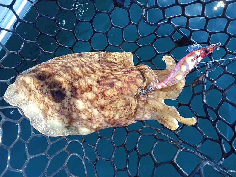 Leurre Egi Turlutte — Pêche Poulpe & Seiche en Mer, à Enfoncement Lent, Lumineux